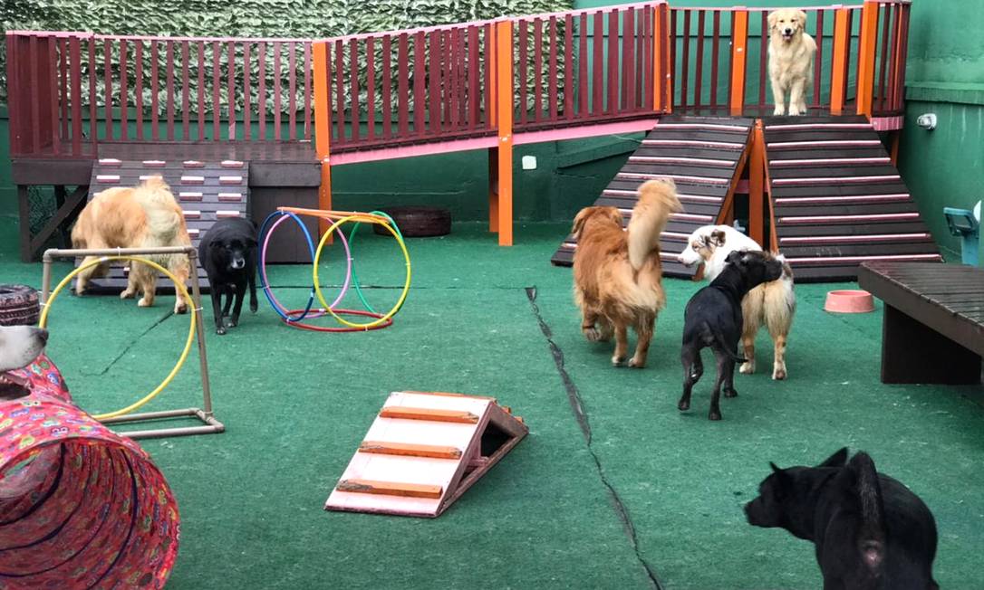 Aposte em Hotel e Day Care para se destacar no Mercado Pet Blog Nuvem Vet